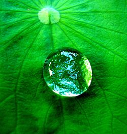 1554731995 250px Water Drop On A Leaf